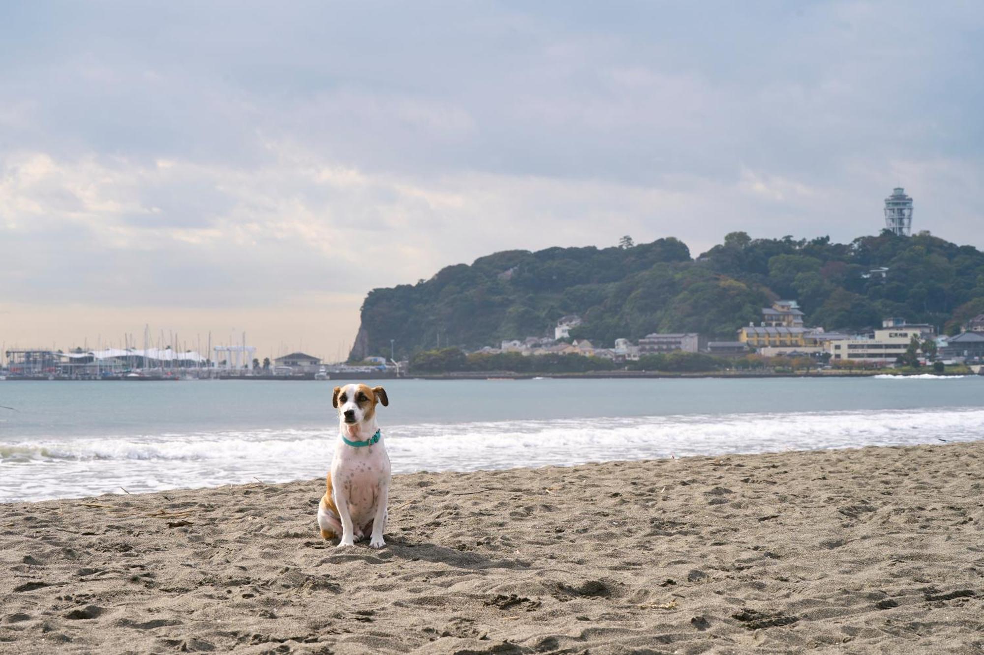 Appartamento R.Kamakura Esterno foto